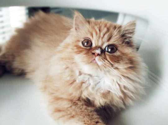 Adorable Persian Kitten