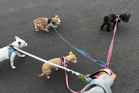 Boarding For Dogs With Medical Needs Near Me Powell-Gilhurst